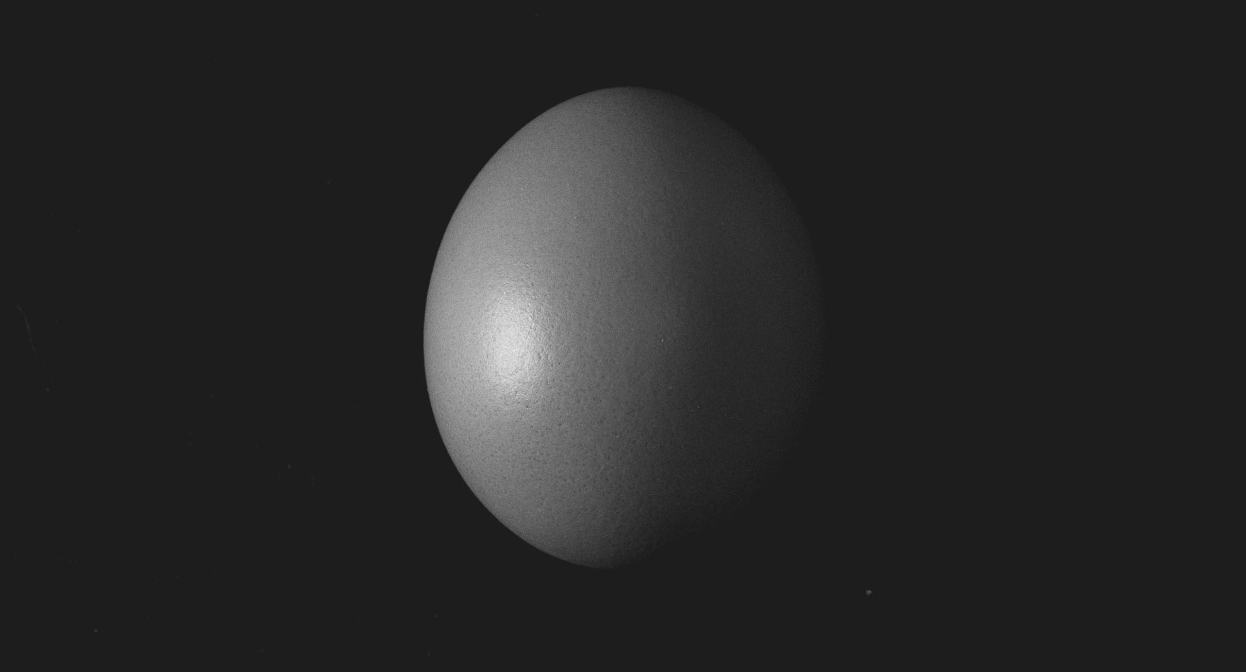 chicken and egg oviparity